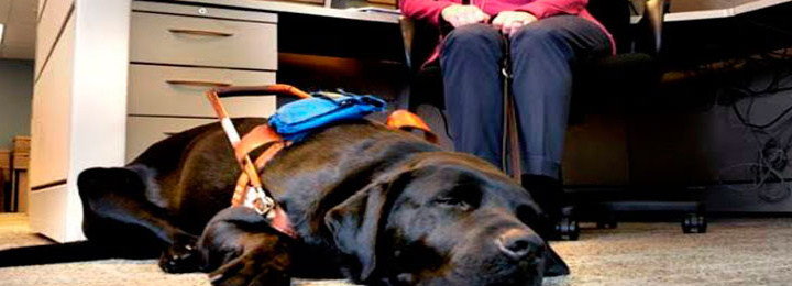 mulher sentada de costas à uma mesa de trabalho com o seu cão guia, da raça labrador de cor preta, deitado no chão.