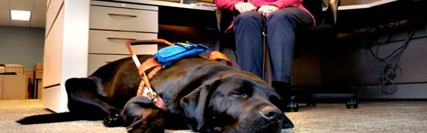 mulher sentada de costas à uma mesa de trabalho com o seu cão guia, da raça labrador de cor preta, deitado no chão.